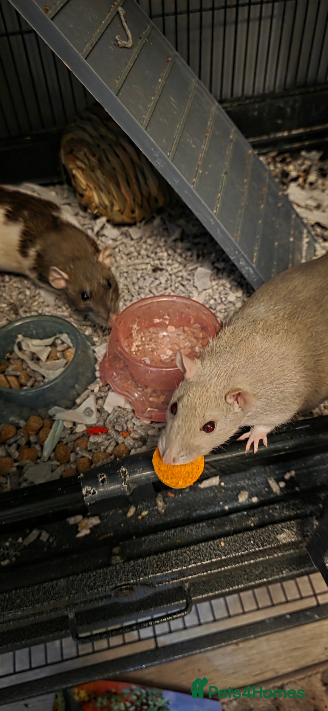 Rat rodents for sale: Four 1 year old female rats with cage+ extras - Advert 10