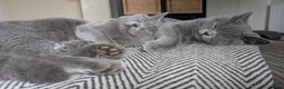 British Shorthair cats for sale: Two sister BSH - Advert 2