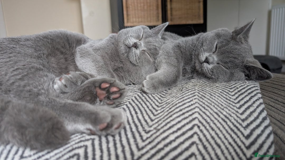 British Shorthair cats for sale: Two sister BSH - Advert 2