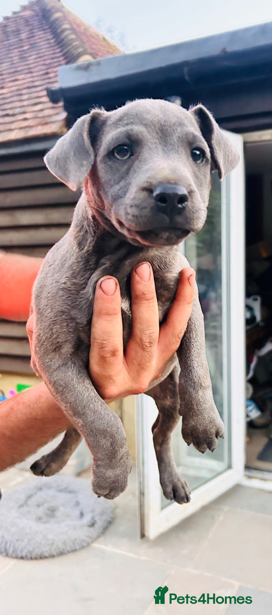 Patterjack dogs RARE blue Patterdale x Jack Russell pups!  - Advert 1