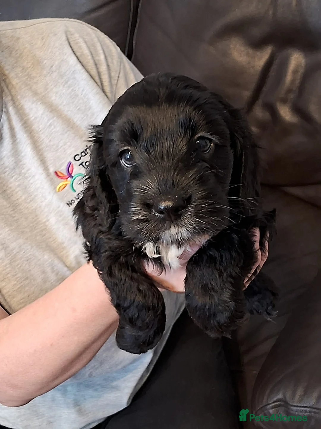 Mixed Breed dogs for sale: Puppies - Advert 2