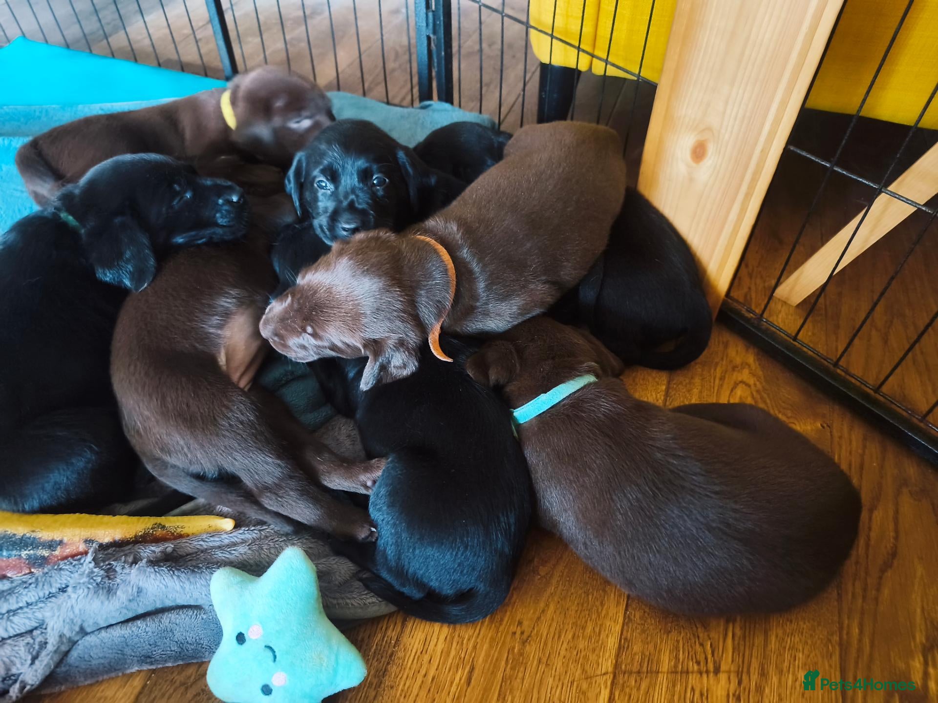 Labrador Retriever dogs Labrador Puppies Black & Chocolate Ready 31st Oct - Advert 4