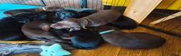 Labrador Retriever dogs for sale: Labrador Puppies Black & Chocolate Ready 31st Oct - Advert 1