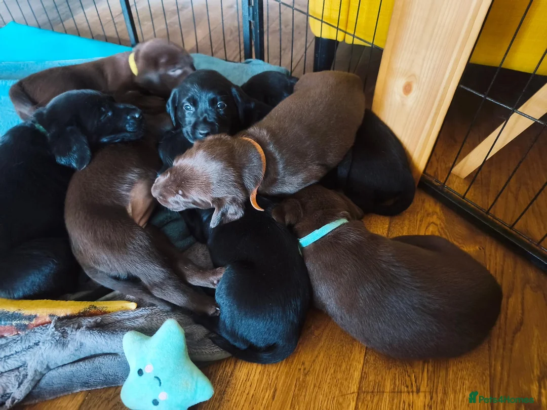 Labrador Retriever dogs for sale: Labrador Puppies Black & Chocolate Ready 31st Oct - Advert 1