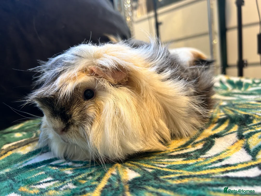 Guinea Pig rodents for sale: 3 peruvian retired sisters for loving forever home - Advert 8