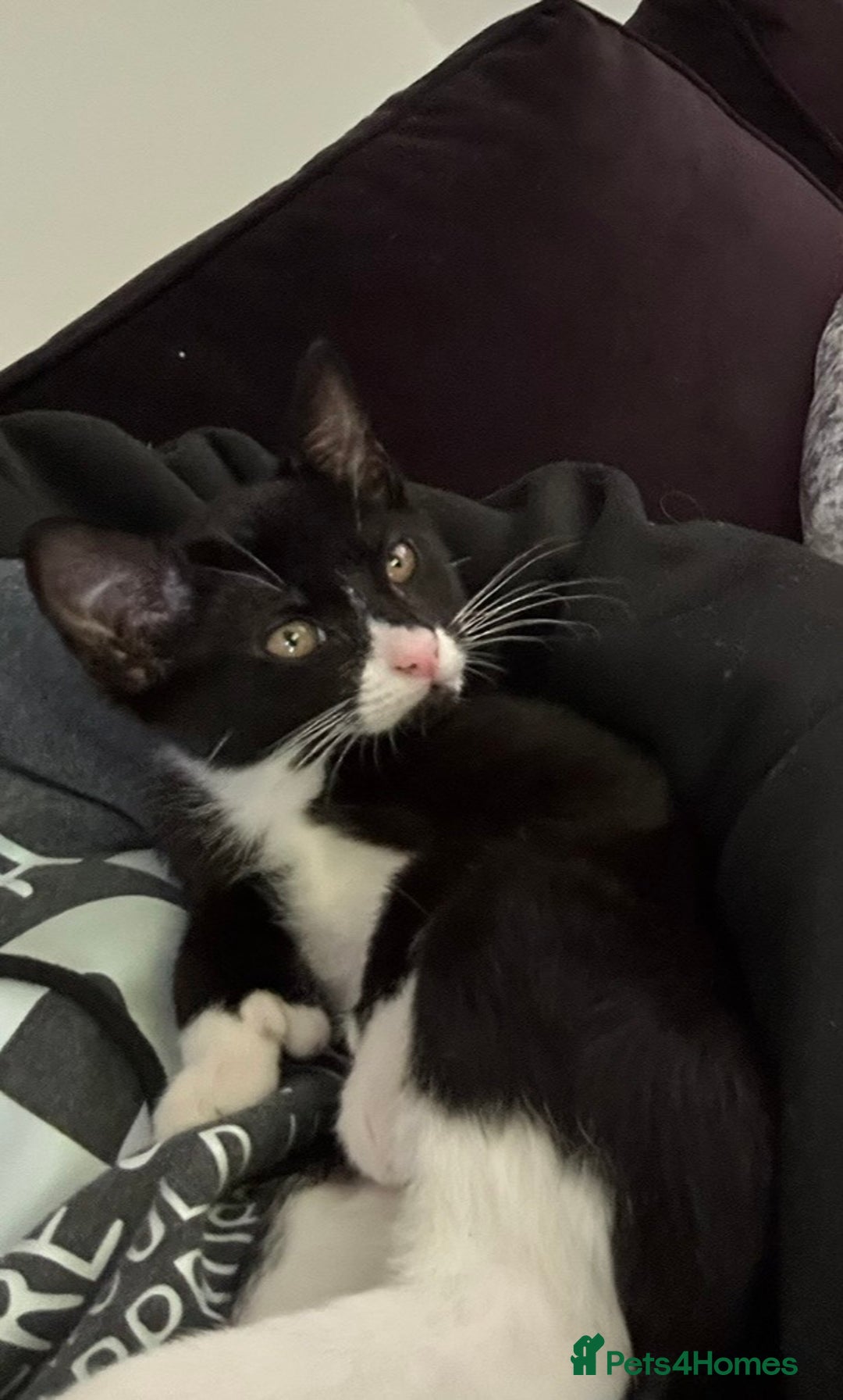 British Shorthair cats for sale: Tuxedo Male Kitten & British Shorthair Mother  - Advert 2