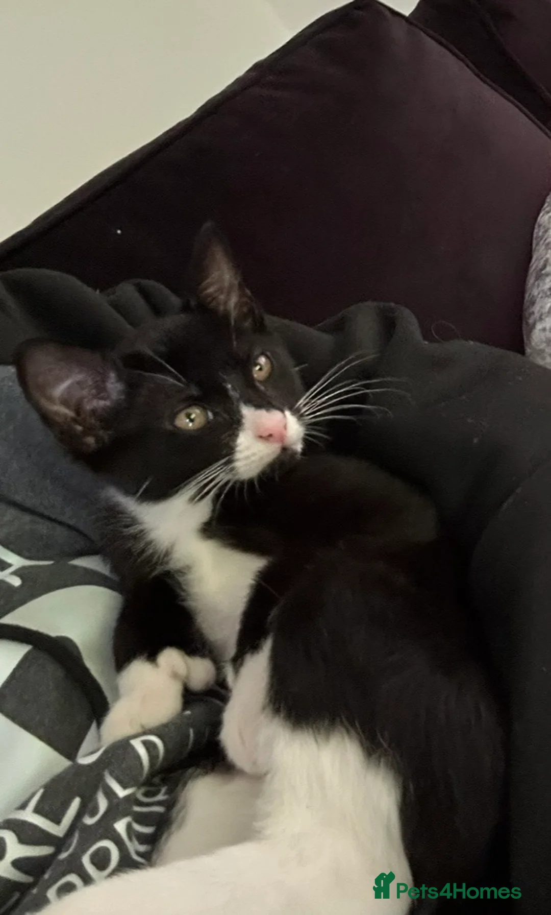 British Shorthair cats for sale: Tuxedo Male Kitten & British Shorthair Mother  - Advert 2