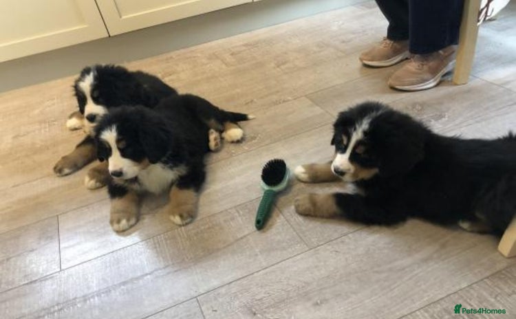 Bernese Mountain Dog dogs - Advert 1