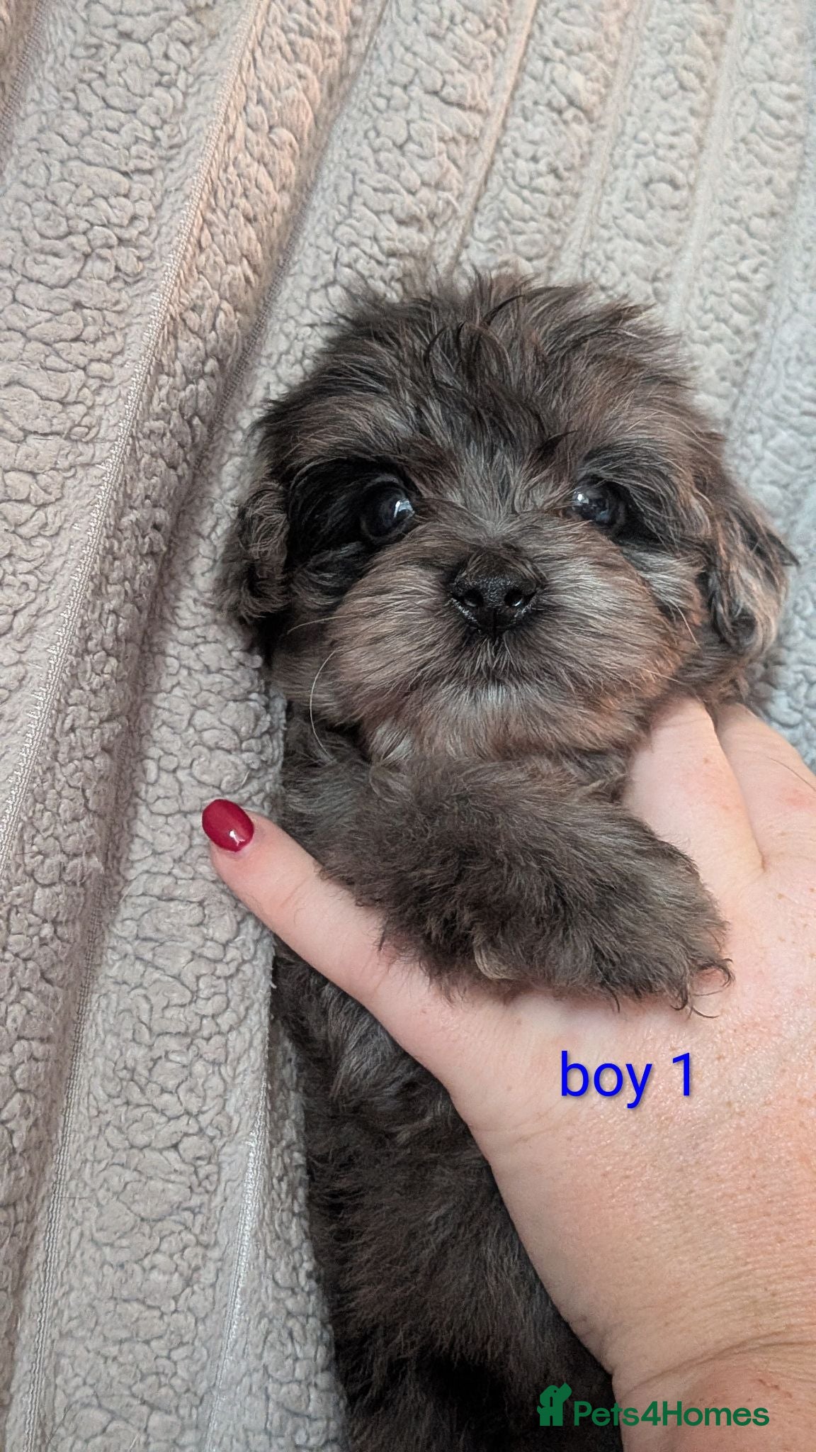 Mixed Breed dogs Yorkiepoo x cockapoo Merle Puppies Available NOW  - Advert 2