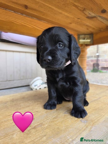 Cocker Spaniel dogs - Advert 8