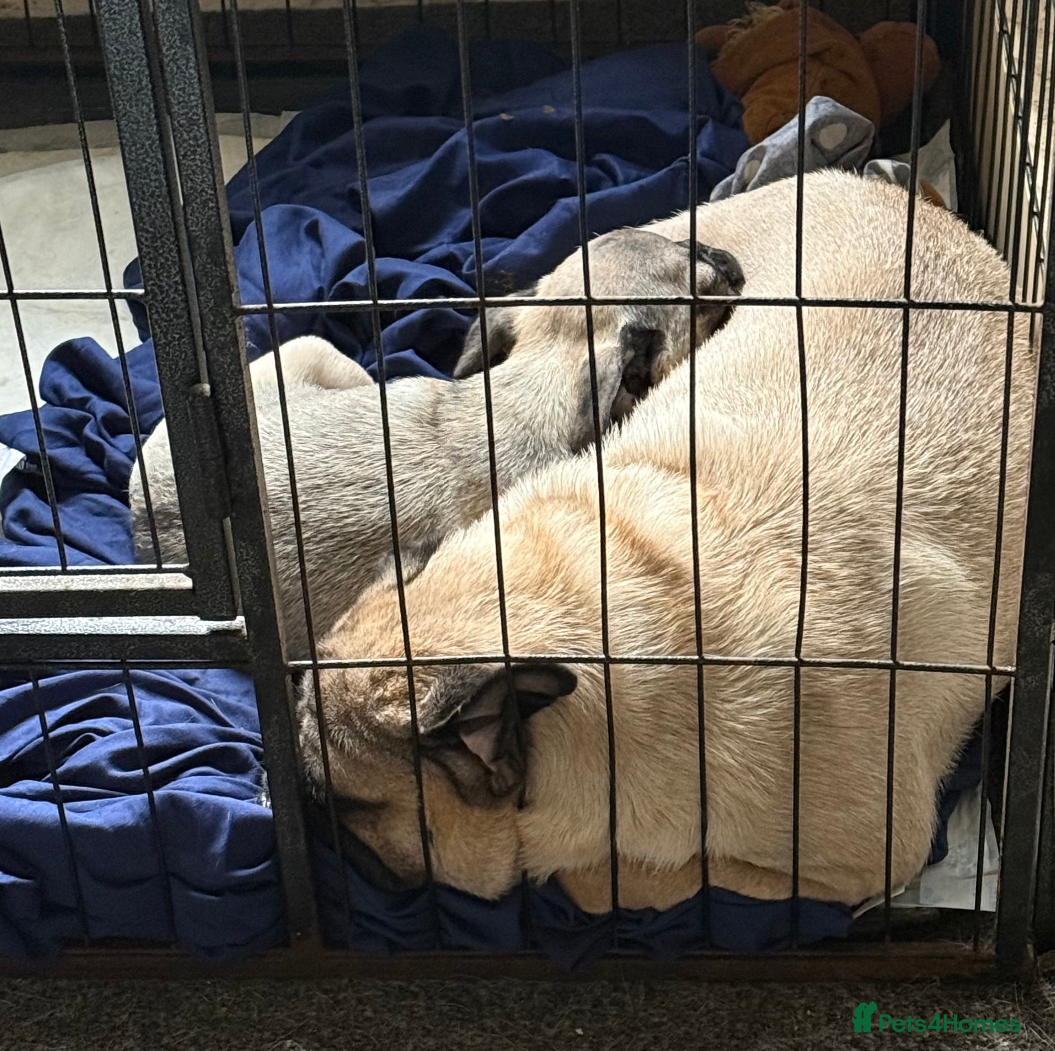 Pug dogs Pug puppy, Beige girl… Ready to leave NOW - Advert 1