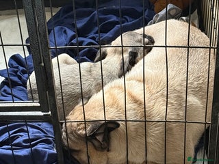 Pug dogs Pug puppy, Beige girl… Ready to leave NOW - Advert 1