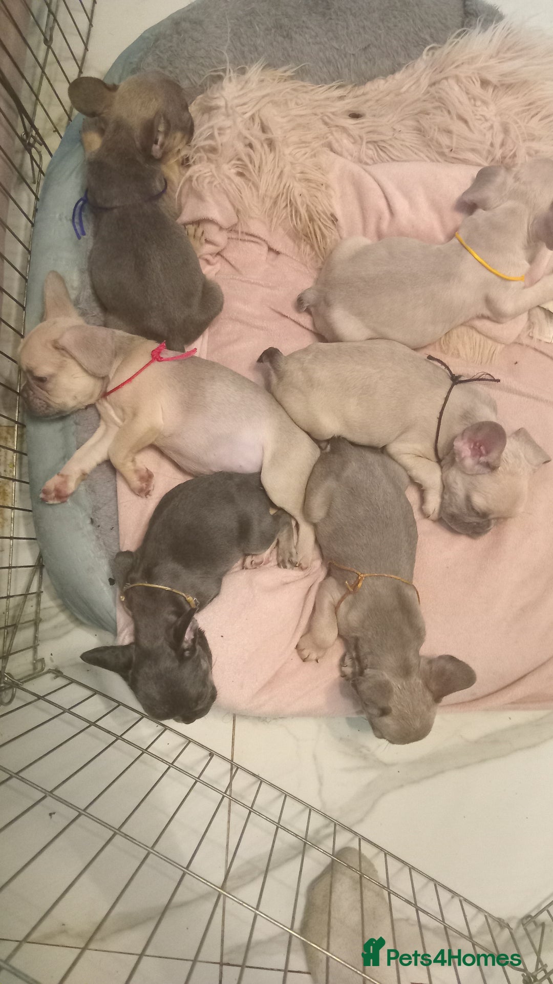 French Bulldog dogs for sale: French Bulldog pups - Advert 1