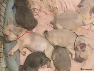 French Bulldog dogs French Bulldog pups - Advert 1