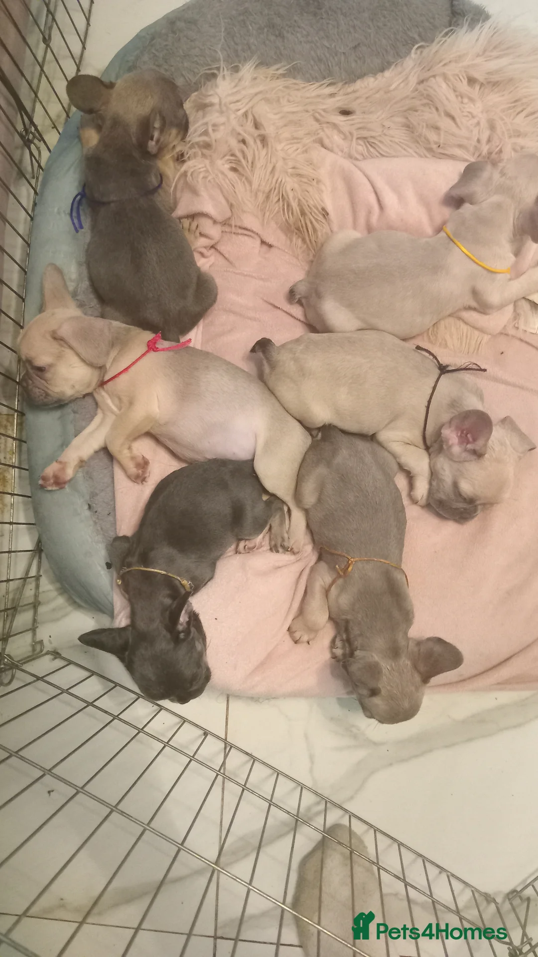 French Bulldog dogs for sale: French Bulldog pups - Advert 1