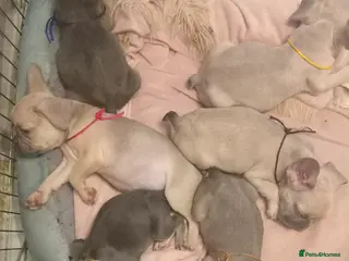 French Bulldog dogs French Bulldog pups - Advert 4