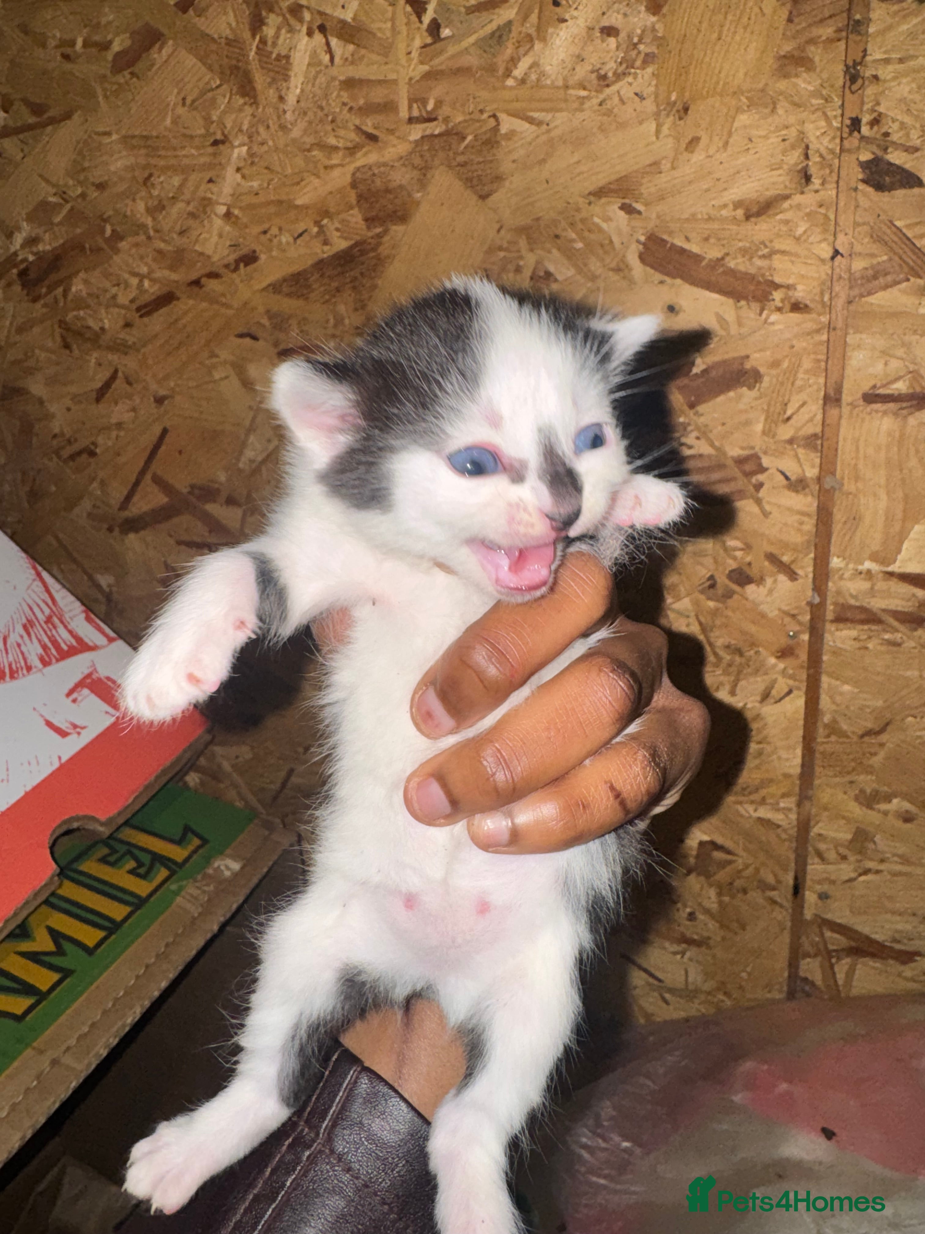 Domestic Shorthair cats Beautiful Black and White Kittens. in Guildford - Advert 3