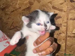 Domestic Shorthair cats Beautiful Black and White Kittens. in Guildford - Advert 1