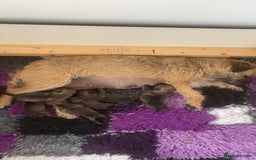 Border Terrier dogs for sale: Diane - Image 2
