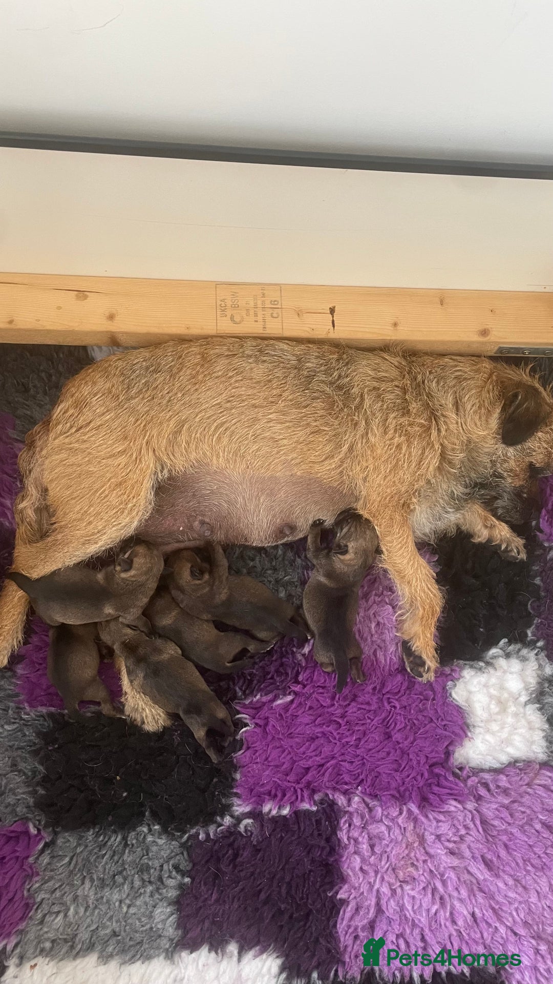 Border Terrier dogs for sale: Diane - Image 2