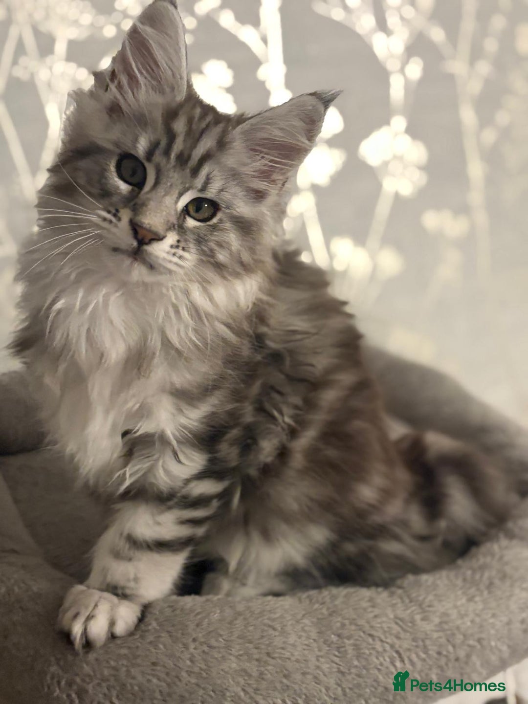 Maine Coon cats for sale: Ready to leave quality Maine coon kittens - Advert 36