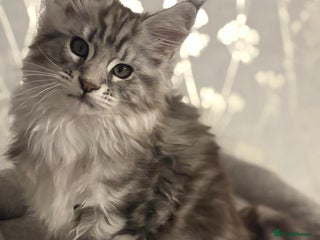 Maine Coon cats Top quality Maine coon kittens - Advert 13