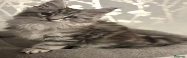 Maine Coon Kitten 2