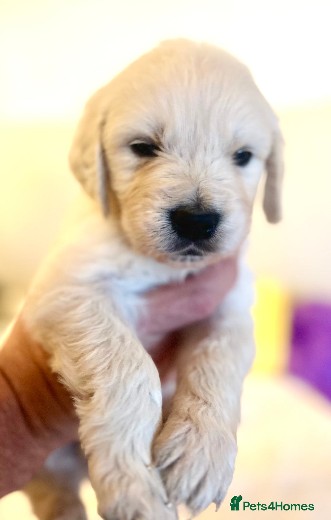 Golden Retriever dogs for sale: Outstanding Champion Lines KC Registered - Advert 15