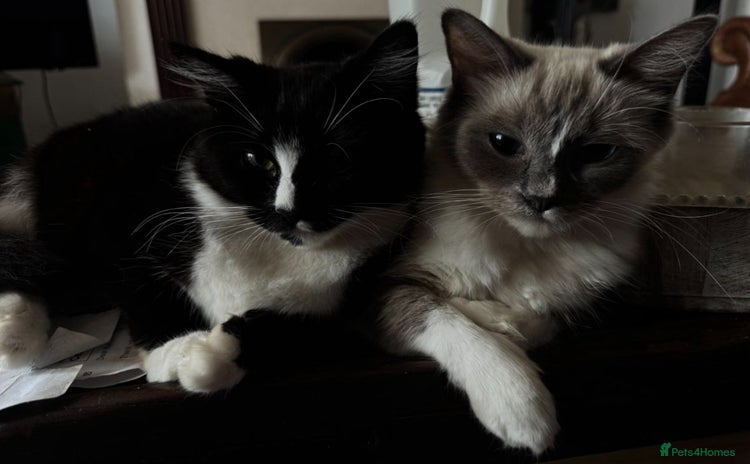 Ragdoll cats - Advert 5