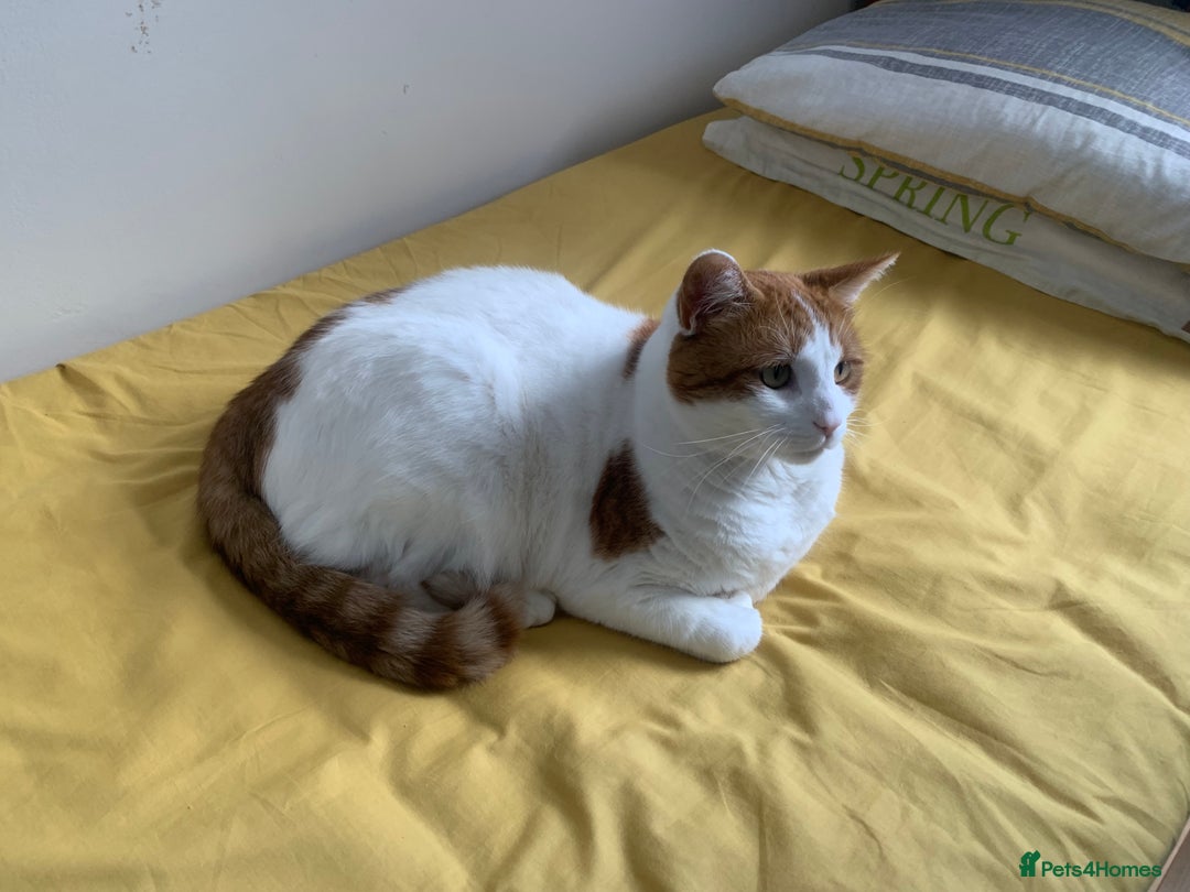British Shorthair cats for sale: Three years cat  - Image 6