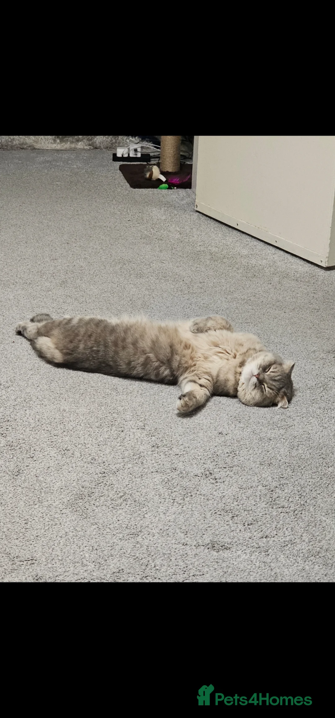 Scottish Fold cats for sale: Male Scottish Fold 1.5 years old in London - Advert 13