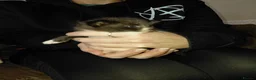 Domestic Shorthair cats for sale: Beautiful litter for sale  in Bedworth - Advert 5