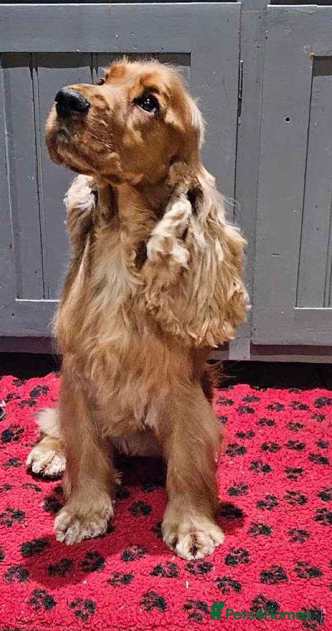 Cockapoo dogs for sale: Miniature Cockapoo puppies for ssle - Advert 13