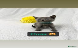 Russian Blue cats for sale: ❤️ BEAUTIFUL RUSSIAN BLUES❤️ - Image 1