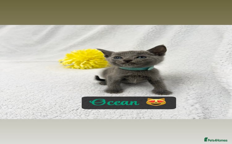 Russian Blue cats - Advert 2