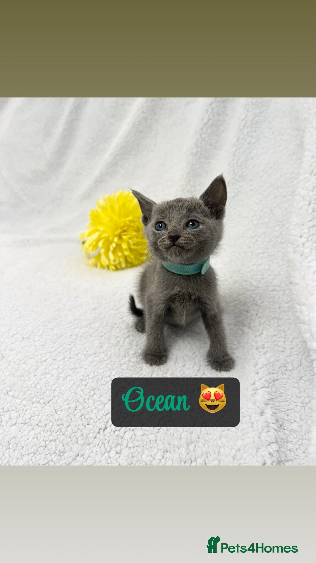 Russian Blue cats for sale: ❤️ BEAUTIFUL RUSSIAN BLUES❤️ - Image 1