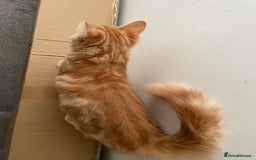 Norwegian Forest Cat cats for sale: Ginger Tabby  - Image 3
