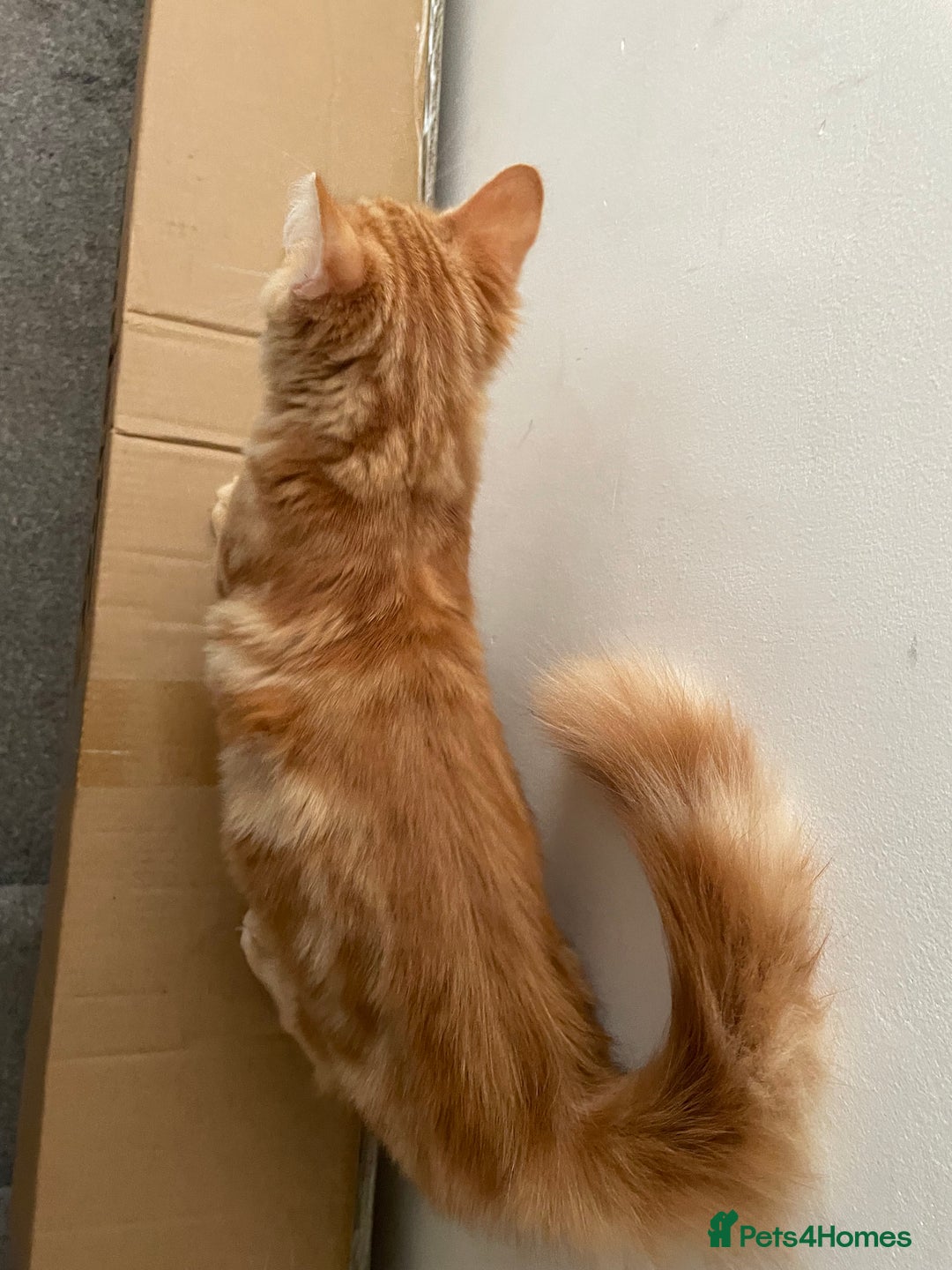 Norwegian Forest Cat cats for sale: Ginger Tabby  - Image 3