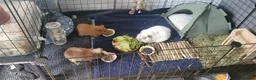 Guinea Pig rodents for sale: Mrs. Shanti  in Harrow - Advert 1
