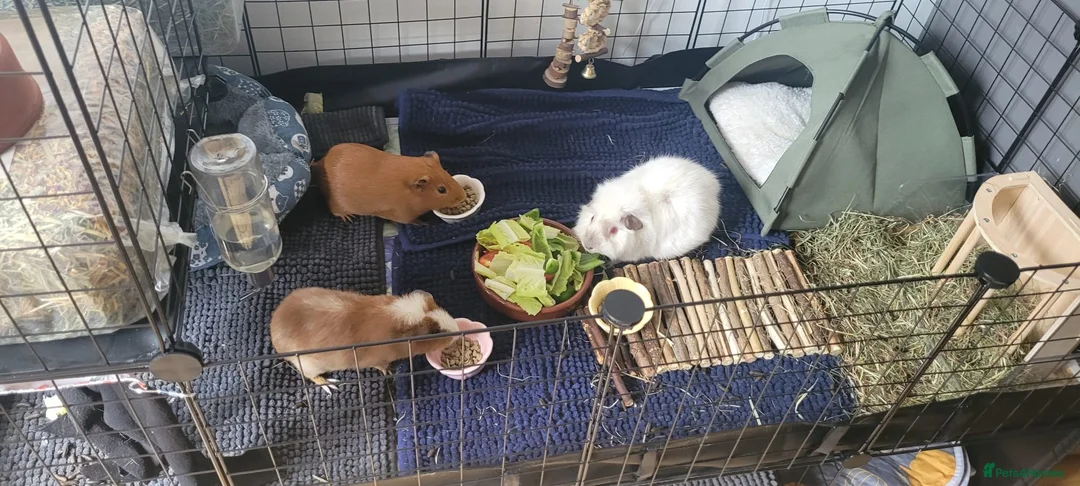 Guinea Pig rodents for sale: Mrs. Shanti  in Harrow - Advert 1