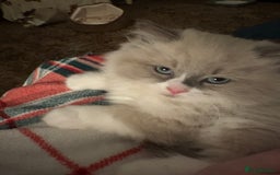 Ragdoll cats for sale: Ragdoll Kitten - Advert 4