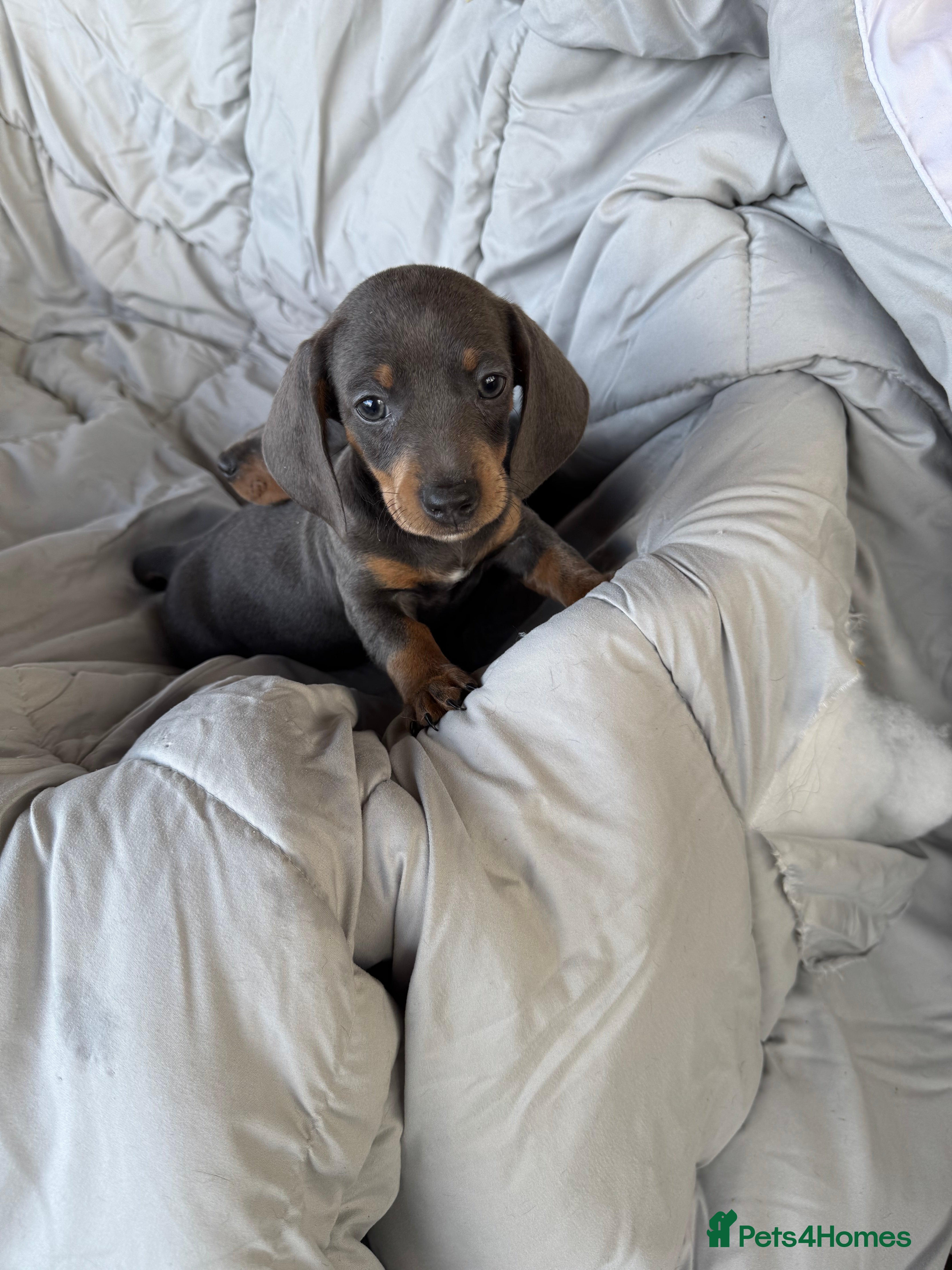 Dachshund dogs LILAC AND TAN BOY PUPPY  - Advert 11