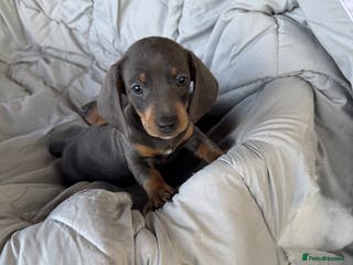 Dachshund dogs LILAC AND TAN BOY PUPPY - Advert 11