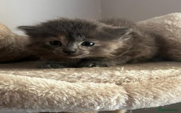 Mixed Breed cats for sale: 3 gorgeous kittens  - Image 6