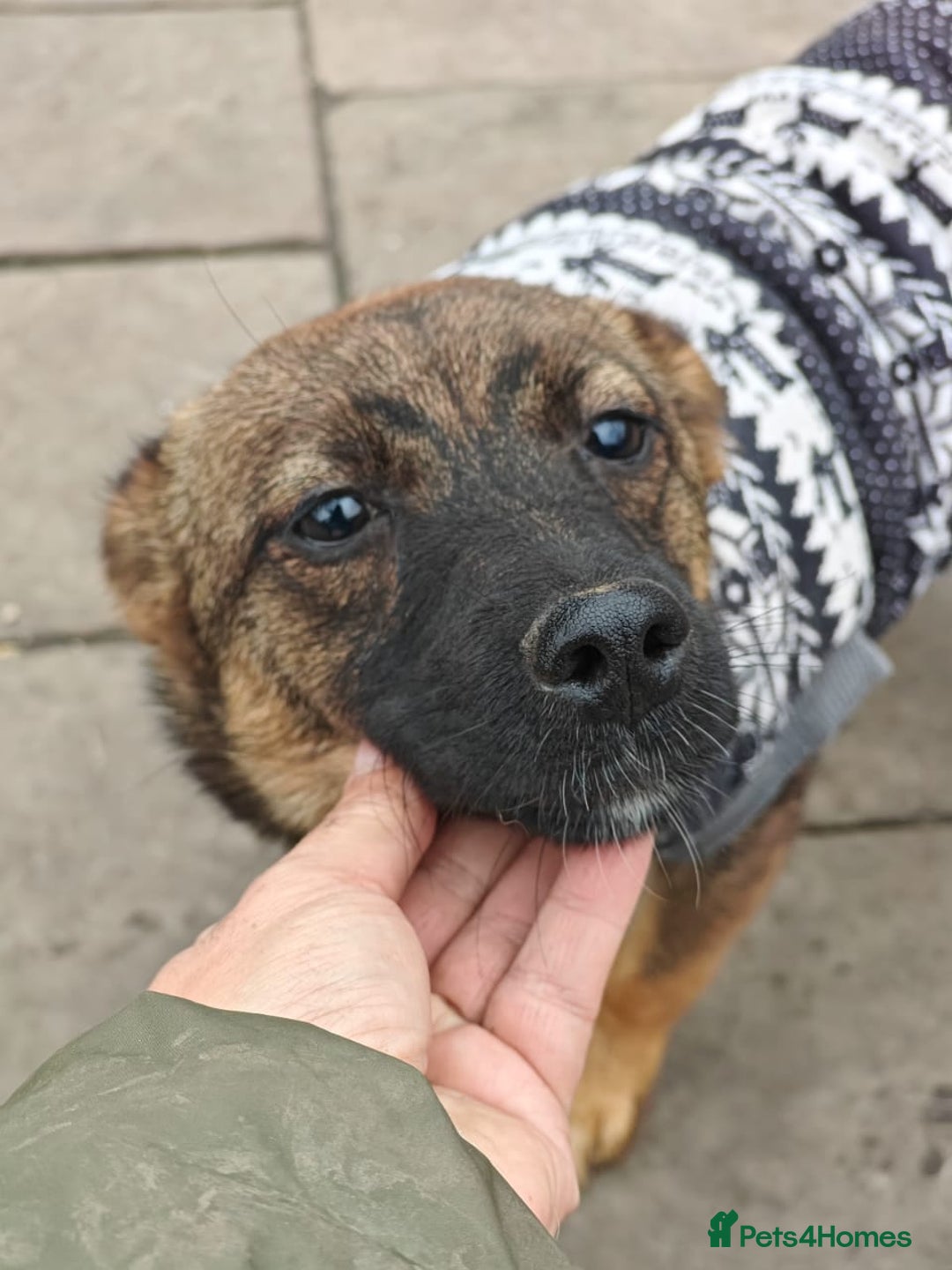 Mixed Breed dogs for adoption: 💖🐶 KNOPA 🐶💖 - Image 14