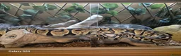 Python Snake reptiles for sale: Complete 4ft Vivexotic Stack & 4 Ball Pythons. in Chatham - Advert 18