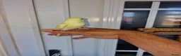 Budgerigars birds for sale: Super hand tamed baby budgies  - Advert 16
