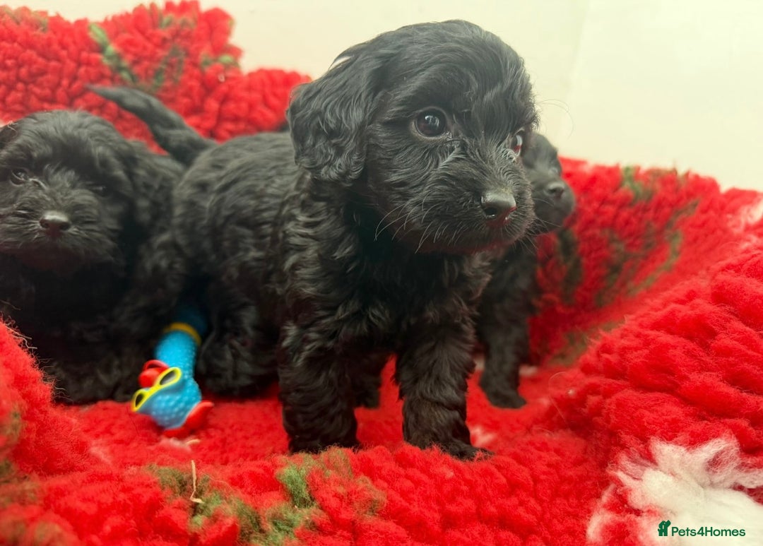 Labradoodle dogs for sale: F1 labradoodle puppy’s  - Advert 7
