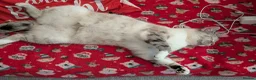 Mixed Breed cats for sale: 2 lovely girls looking for homes ***free*** - Advert 7