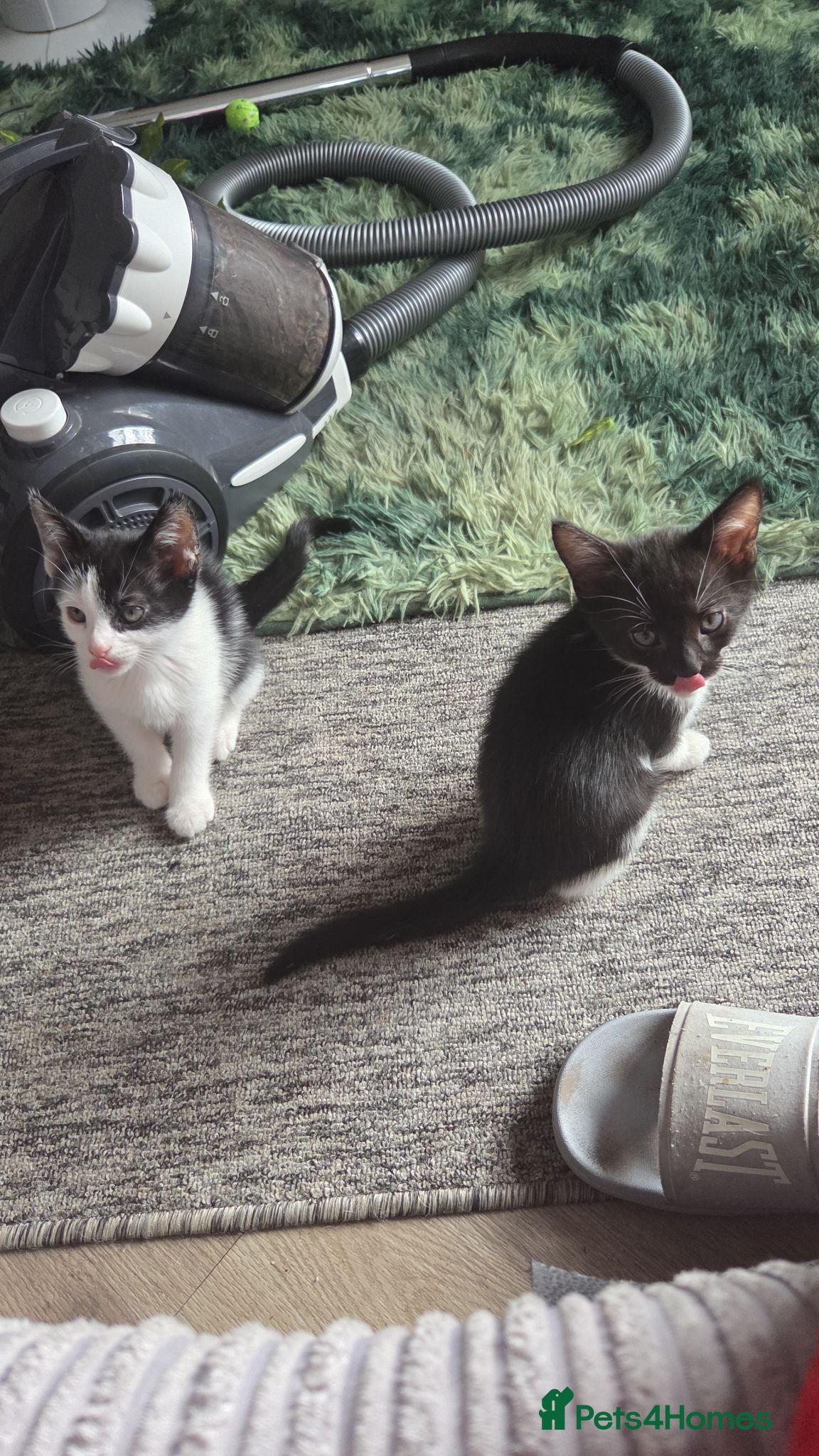 British Shorthair cats Kitty's for sale  - Advert 3